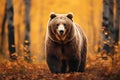 Front view of brown bear in autumn forest. Portrait of Kamchatka bear Royalty Free Stock Photo