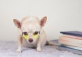 brown chihuahua dog wearing yellow eyeglasses, sitting with stack of books on white background