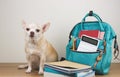 brown short hair chihuahua dog sitting on wooden table and white background with green school backpack with school supplies and Royalty Free Stock Photo