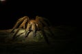 Front view of a brown tarantula showing the many legs with plenty of copyspace in the black background