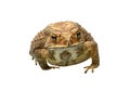 Front view of brown toad isolated on white background with clipping path Royalty Free Stock Photo