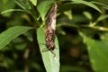 A front view of a brown white falter sitting on a leaf with closed wings Royalty Free Stock Photo