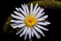 Front view of cactus flower in a garden