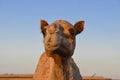 Portrait of a camel looking at the camera Royalty Free Stock Photo