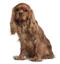 Front view of Cavalier King Charles, sitting Royalty Free Stock Photo