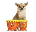 Front view of a Chihuahua playing drums, isolated