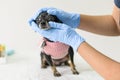 Front view chihuahua small dog examined by vet doctor, free prevention and treatment of animals Royalty Free Stock Photo