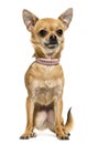 Front view of a Chihuahua wearing a pink collar