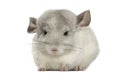 Front view of a Chinchilla, isolated Royalty Free Stock Photo