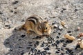 Front view of a chipmunk looking at us with sunflower seeds and peanuts on the ground around him Royalty Free Stock Photo