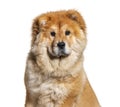 Front view of a Chow-chow head shot, looking in face