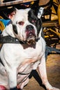 Black and white boxer dog sitting Royalty Free Stock Photo