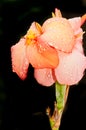 Canna lily flower in full bloom, after rain storm Royalty Free Stock Photo