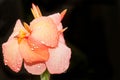 Canna lily flower in full bloom, after tropical rain Royalty Free Stock Photo