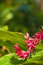 Tropical, flowering plant with red blooms