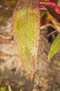 Tropical plant leaf, with water drops from tropical thunder storm