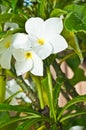 White tropical flowers flower in bloom