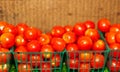 Plastic baskets of freshly picked cherry tomatoes