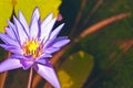 Fresh water, tropical, lily, purple flower in full bloom Royalty Free Stock Photo