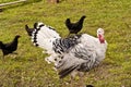Large tom turkey in farm yard Royalty Free Stock Photo