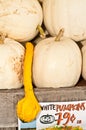 Pile of ripe, freshly picked, white pumpkins, and a yellow horde Royalty Free Stock Photo