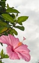 Pink hibiscus flower in full bloom with green leaves Royalty Free Stock Photo