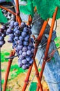 Several bunches of ripe, red grapes, hanging from brown vines, at a french vineyard