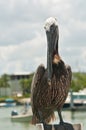 Brown pelican standing on wood piling in tropical marina Royalty Free Stock Photo