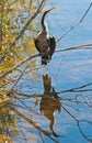 Single double-crested cormorant drying wings