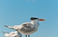 Royal tern standing on wood piling and facing the wind Royalty Free Stock Photo