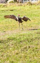 Single Sand Hill crane, drying out feathers
