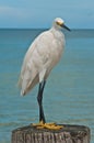 Single snowy egret standing on wood piling