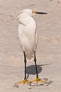 Snowy egret standing on a tropical, sandy beach, turned head Royalty Free Stock Photo