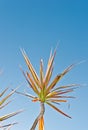 Tropical plant with a bush of long, slender, colorful leaves