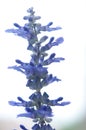 Tropical, purple salvia plant, back lite