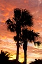 Tropical sunset with palm trees in silhouette Royalty Free Stock Photo