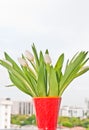 White tulip buds, beginning to bloom, in an orange, ceramic vase Royalty Free Stock Photo