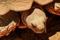 Front view close up African spurred tortoise resting in the garden under the warm sun light. Royalty Free Stock Photo