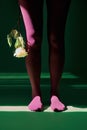 Front view close up beautiful female legs in bright tights holding white rose Royalty Free Stock Photo