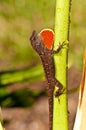 Gecko  climbing a stalk of a bird of paradise leave base Royalty Free Stock Photo