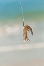 Live Shrimp On A Hook At A Tropical Beach