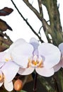 White orchids blooming, in a tropical garden Royalty Free Stock Photo