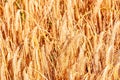 Ripe and dried, wheat stalks, ready to be harvested Royalty Free Stock Photo