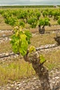 Front view of old grape vines at a southwest region winery in Spain Royalty Free Stock Photo