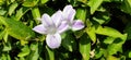 Close-up beautiful flower of Barleria Cristata, with purple and white striped petal. Royalty Free Stock Photo