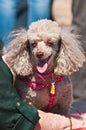 Single mini poodle sitting on owners lap panting