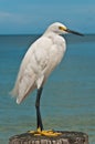 Snowy egret standing on wood piling on tropical beach Royalty Free Stock Photo