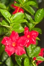 red, impatient flower blooming, on tropical plant,