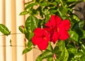 red, impatient flower blooming, on tropical plant