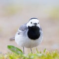 Front view close-up white wagtail motacilla alba walking on grass